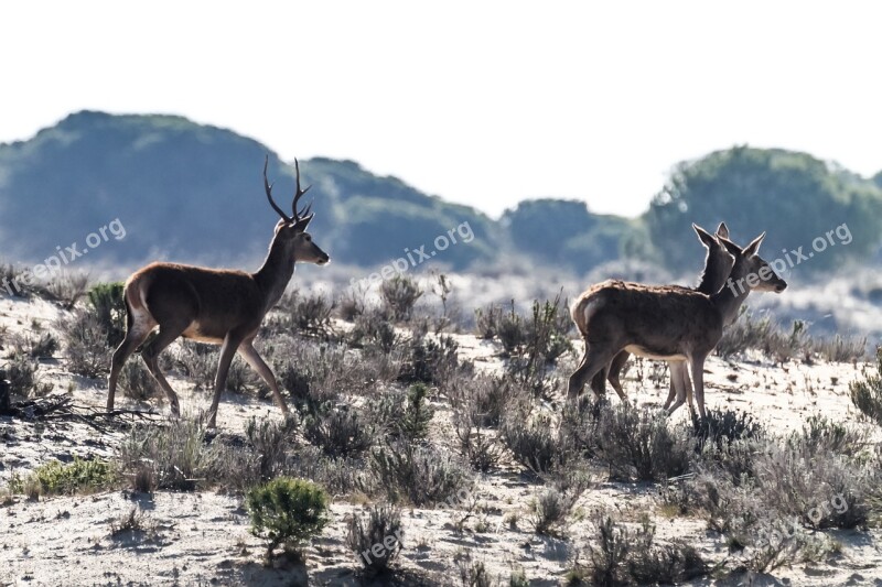 Spain Andalucia Huelva Doñana Deer