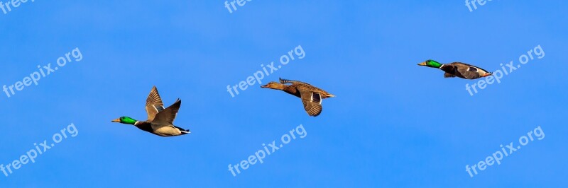 Ducks Flight Spring Lake Nature Water