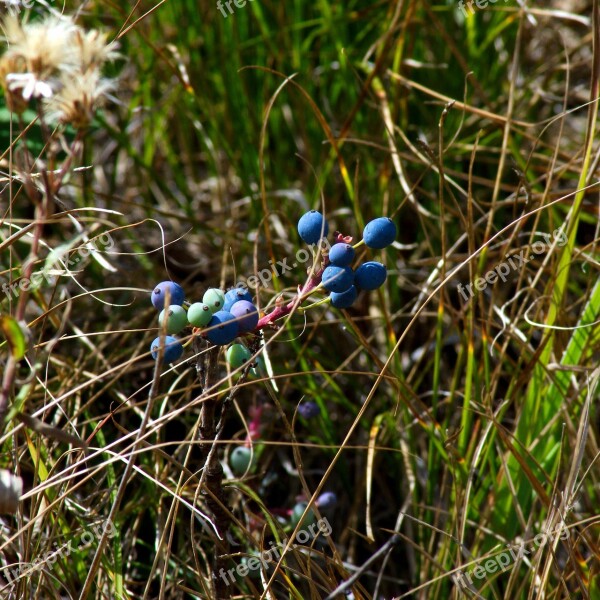 Blue Wild Berries Blue Berries Grand Teton