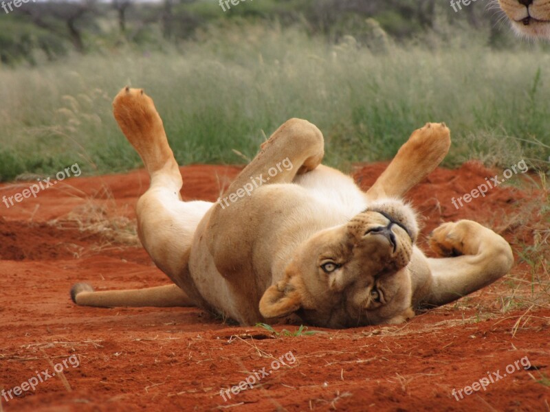 Lion Lioness Africa Wild Wilderness