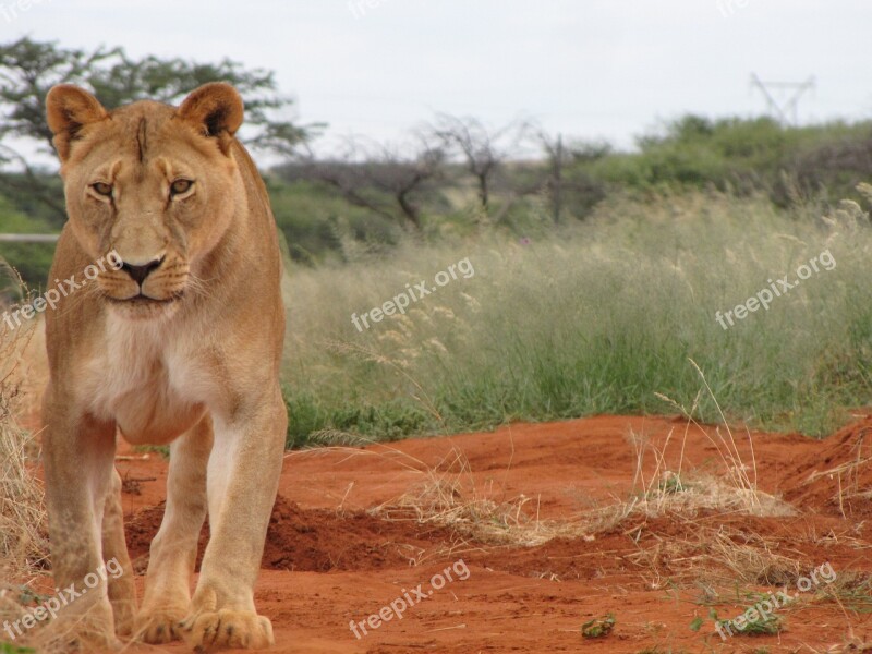 Female Lion Nature Africa Lioness