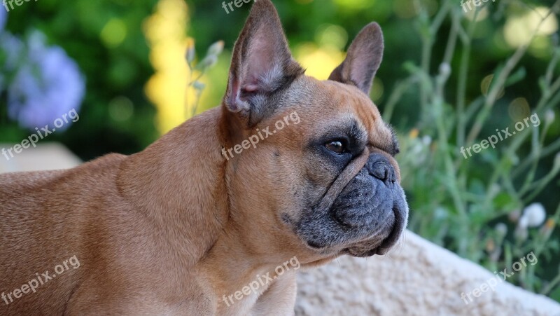 Dog French Bulldog Animals Nature Puppy Portrait