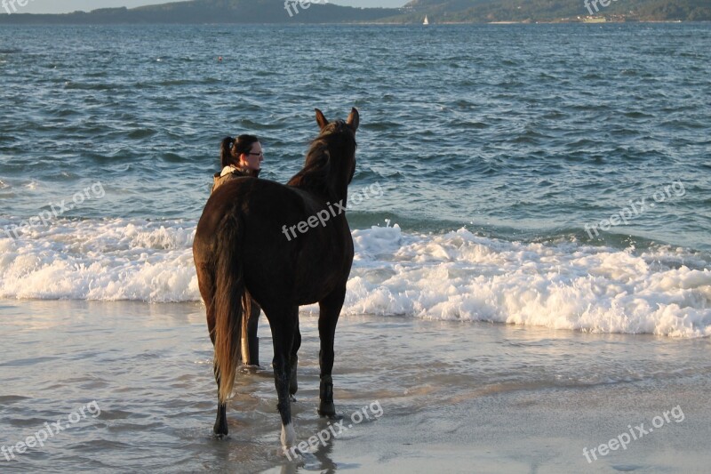 Horse Beach Vigo Animals Sea