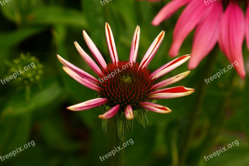 Echinacea Purpurea Perennial Flora Free Photos