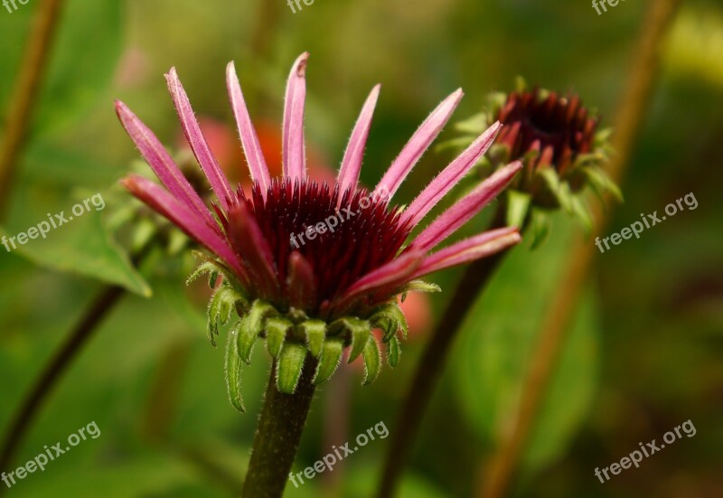 Echinacea Garden Detail Purpurea Free Photos