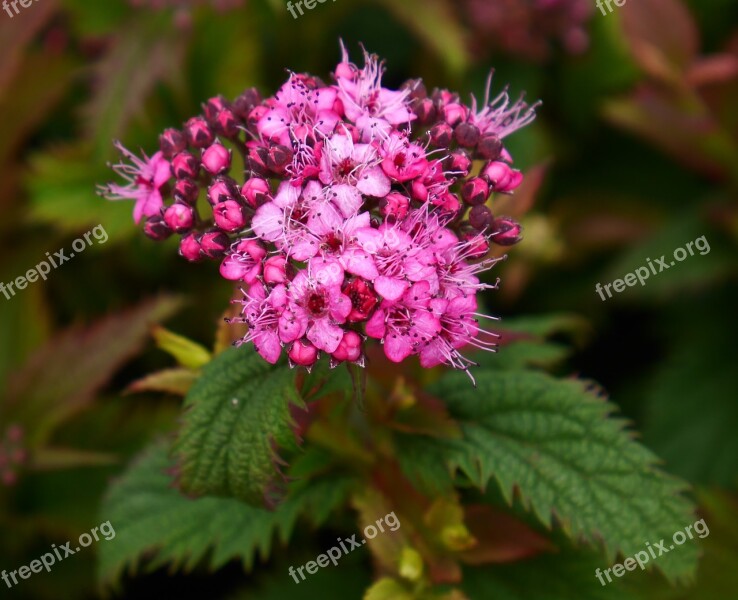 Spirea Pink Garden Free Photos