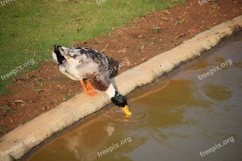 Bird Nature Water Bird Feeding Free Photos