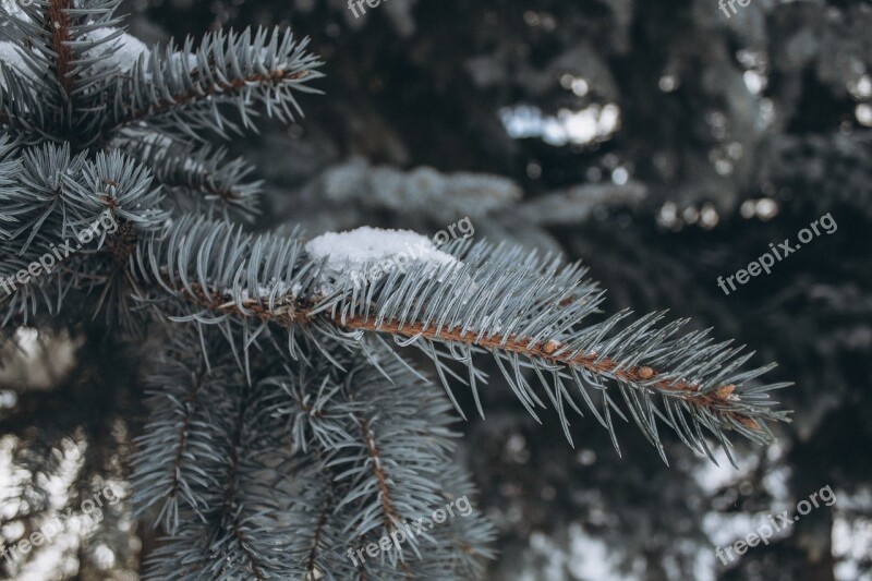 Winter Spruce Snow Tree Nature