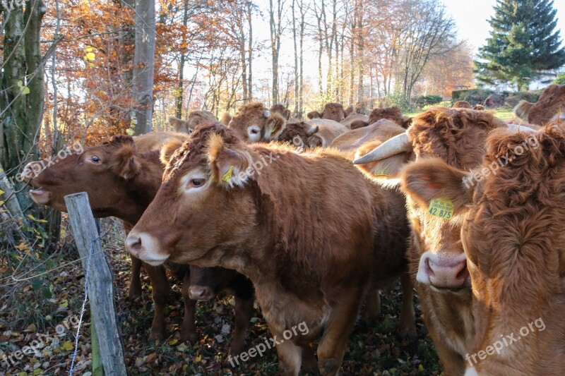 Cow Herd Herd Of Cattle Agriculture Free Photos