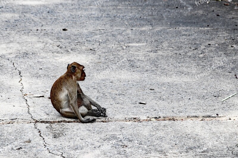 Monkey Animal Monkey Temple Thailand Animal World