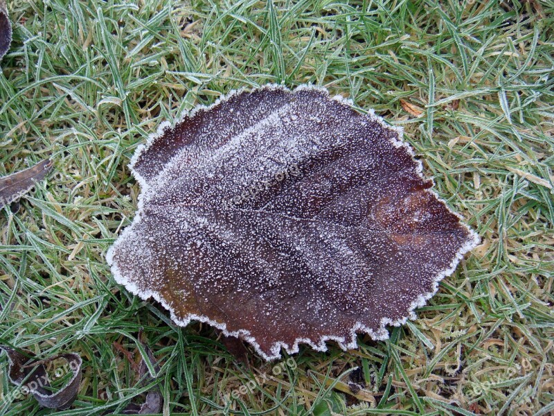 Leaf Frost Ice Icy Ice Crystal