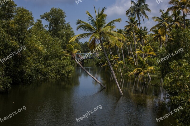 Palm Trees Backwater Sea Travel Water