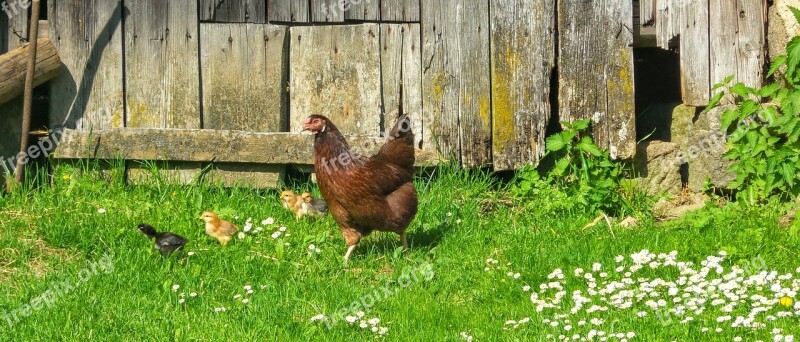 Hen Countryside Daisies Chicken Chick