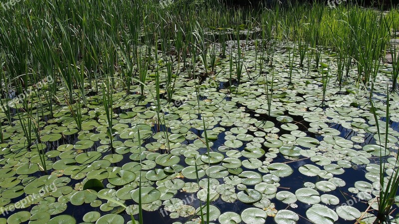 Bulls Eye-water Lilies Water Plant Pond Lily