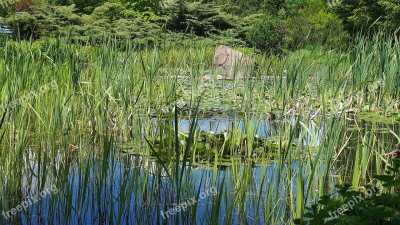 Water Blackjack Landscape Nature Summer