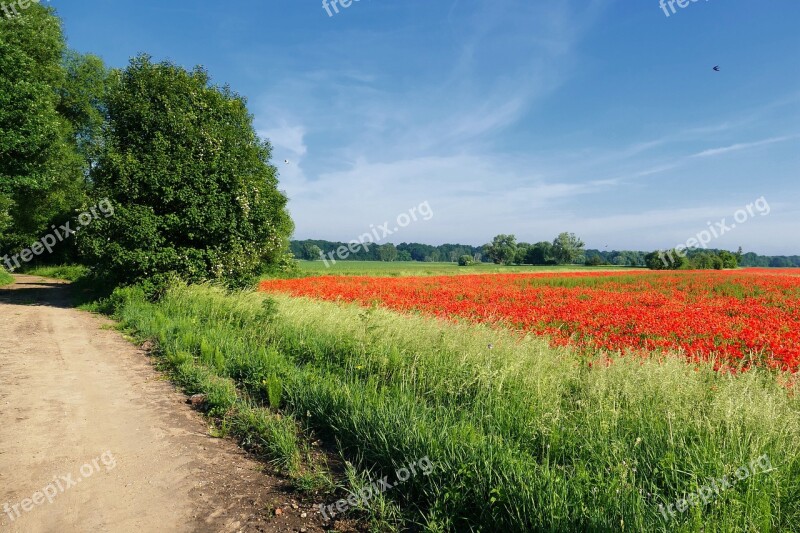 Poppy Carpet Of Flowers Bright Landscape Free Photos