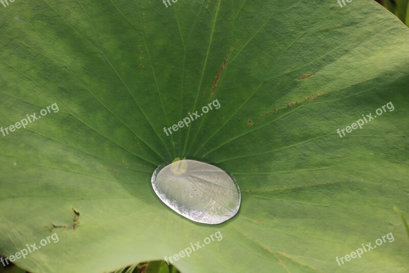 Lily Pad Water Pond Natural Nature