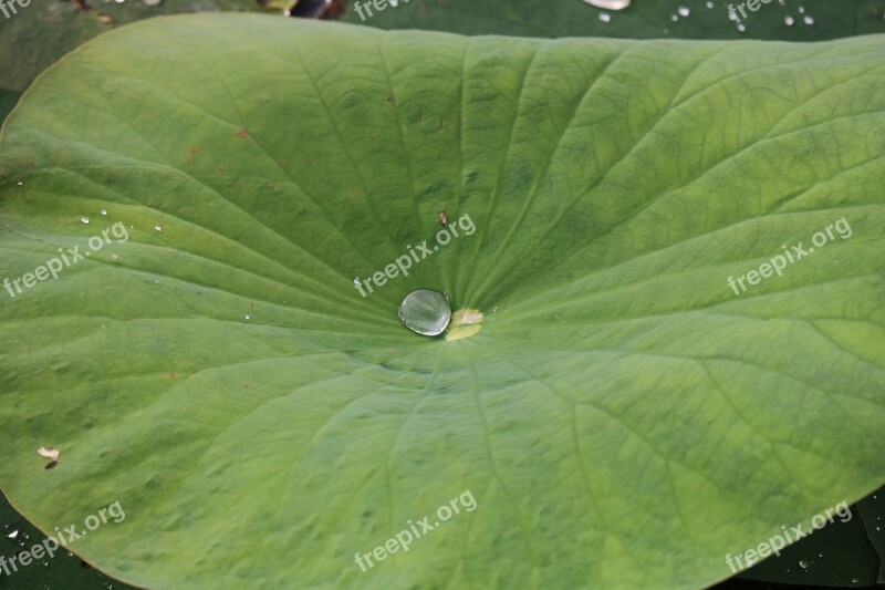 Lily Pad Water Pond Natural Nature