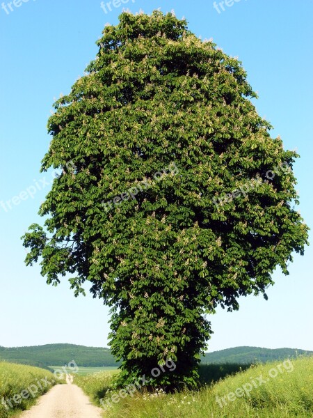 Chestnut Tree Deciduous Tree Chestnut Blossom Bloom