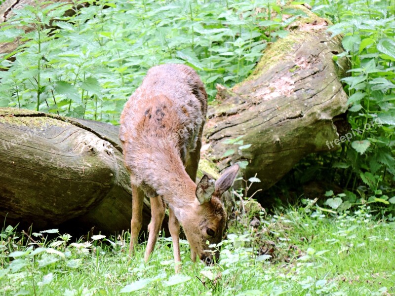 Roe Deer Paarhufer Mammal Ricke Forest