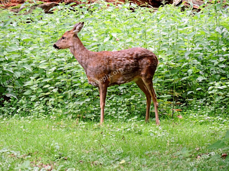 Roe Deer Paarhufer Mammal Ricke Forest