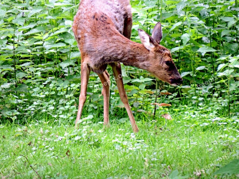 Roe Deer Paarhufer Mammal Ricke Forest