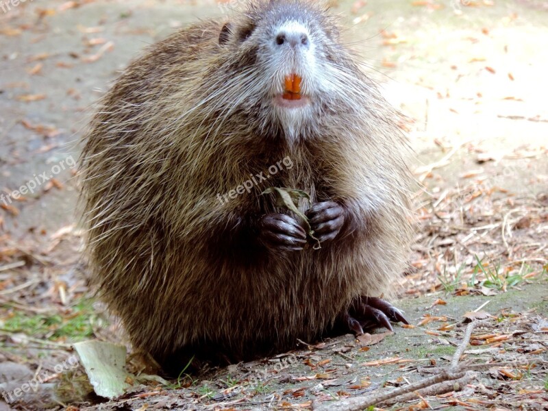 Nutria Rodent Mammal Animal Species Of Rodent