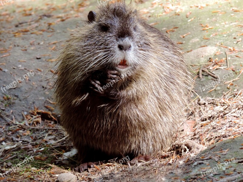 Nutria Rodent Mammal Animal Species Of Rodent