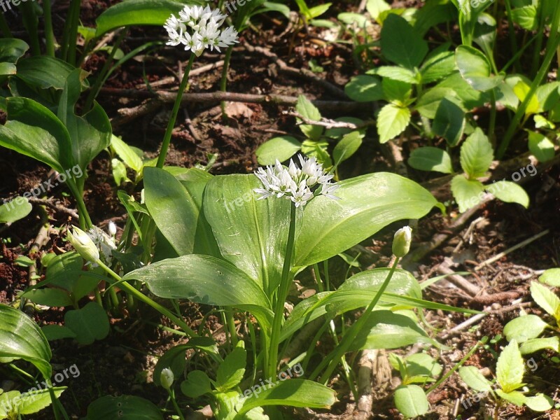 Bear's Garlic Wild Herbs Forest Plant Spring Healthy