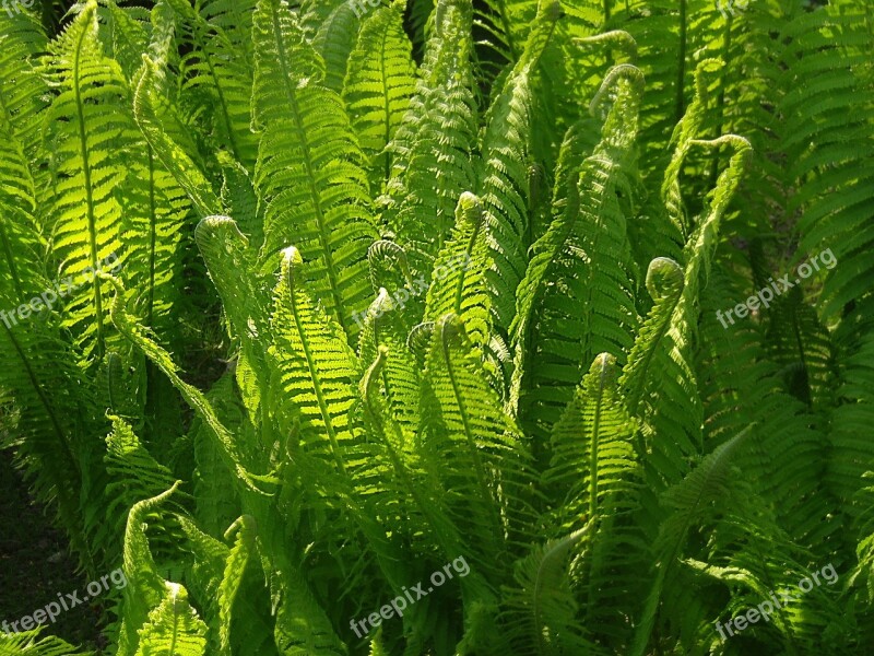 Fern Green Nature Plant Fern Plant