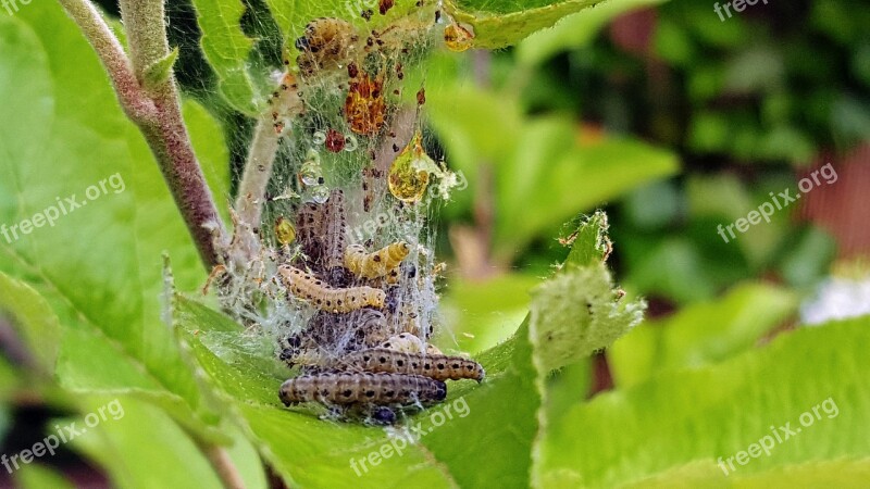 Codling Track Nature Pests Butterfly