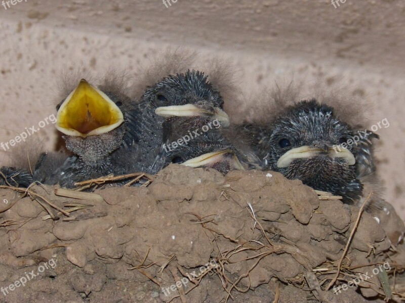 Birds Chicks Nest Hyip Food