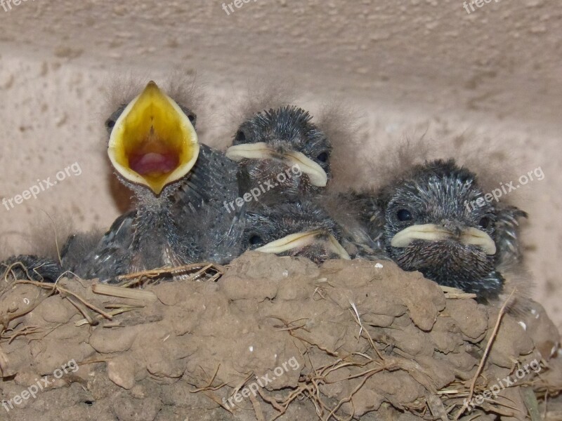 Birds Chicks Nest Hyip Food