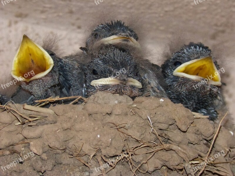 Birds Chicks Nest Hyip Food