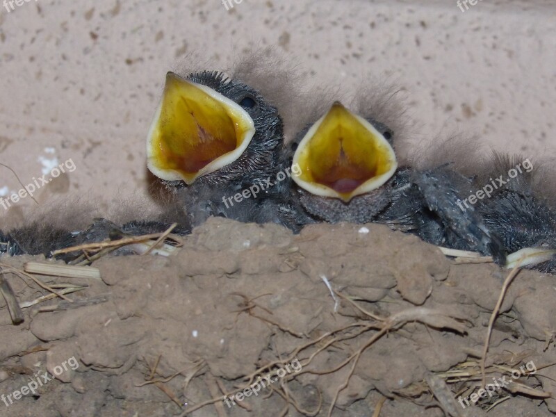 Birds Chicks Nest Hyip Food