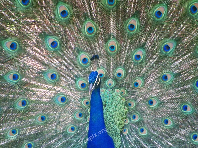 Bird Peacock Colors Tail Pen