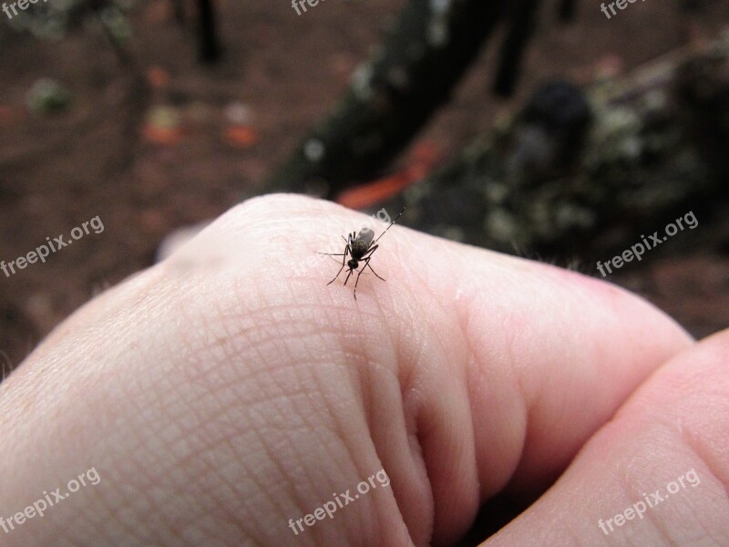 Mosquito Insect Hand The Victim Bite