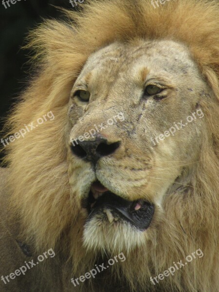 The Lion Mammal King Animal Animals