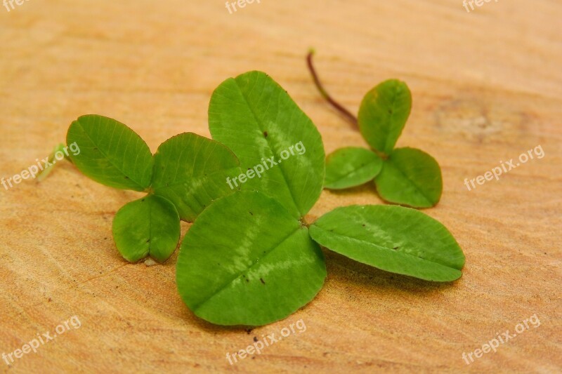 Clover Shamrock Green Foliage Free Photos