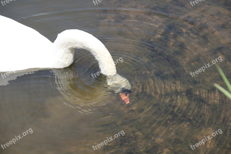 Swan Head Immersion Water Bird Eat