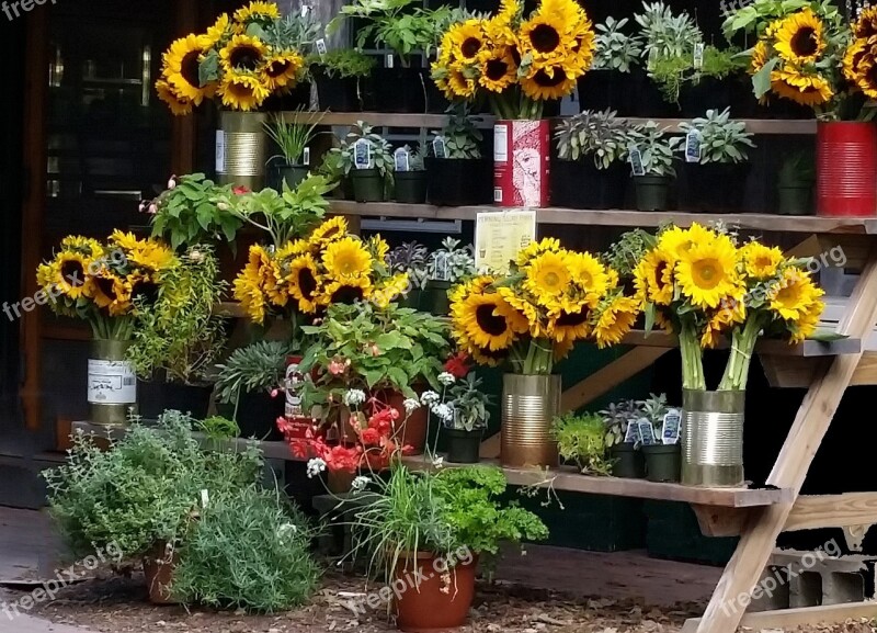 Morning Glory Farms Marthas Vineyard Flowers Flower Stand Sunflowers