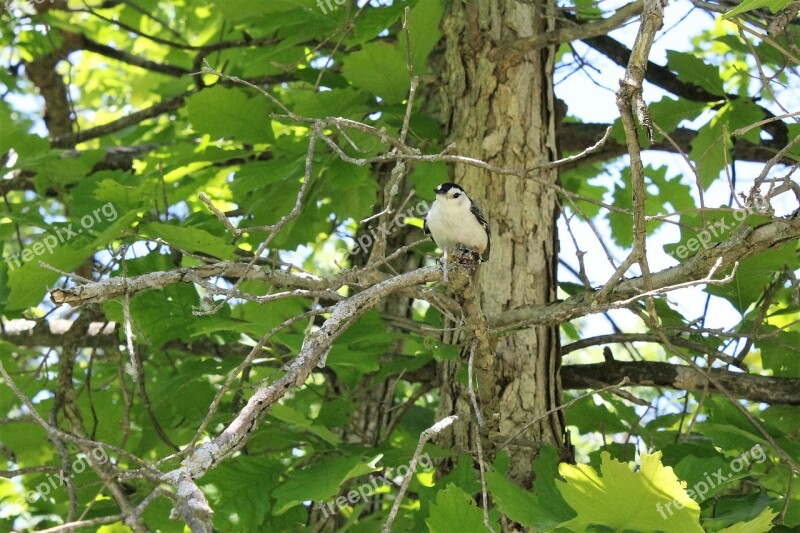 Nuthatch White Breasted Wildlife Bird