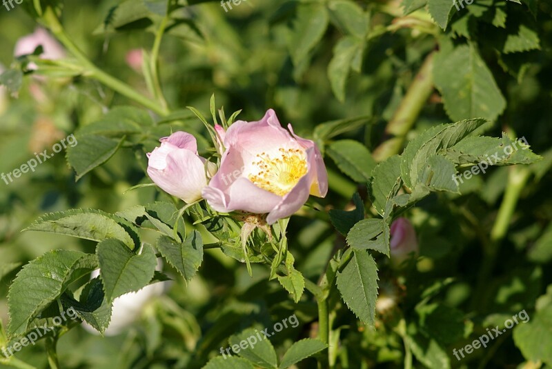 Wild Rose Flower Rose Bush Sprig