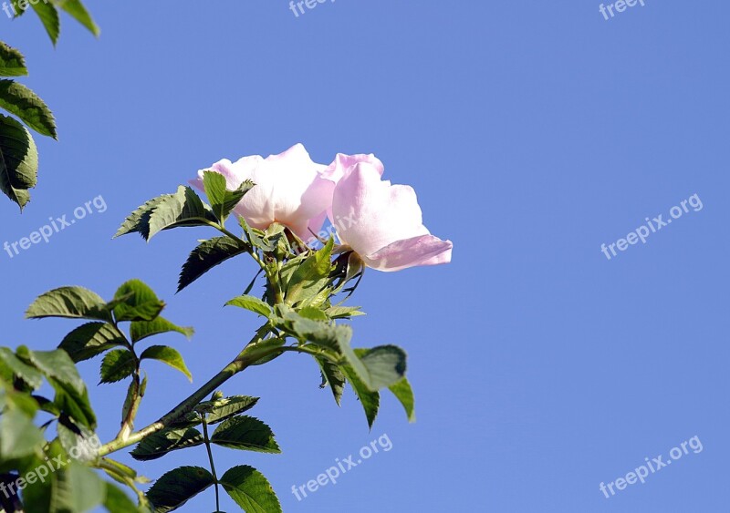 Wild Rose Flower Rose Bush Sprig