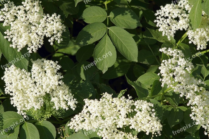 Black Flowers Baldachy Plant Herbs