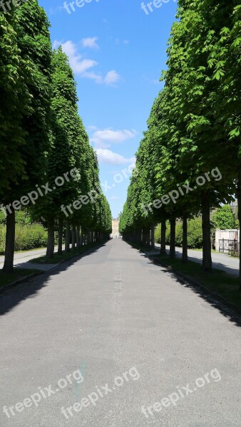 Avenue Trees Tree Lined Avenue Road Park