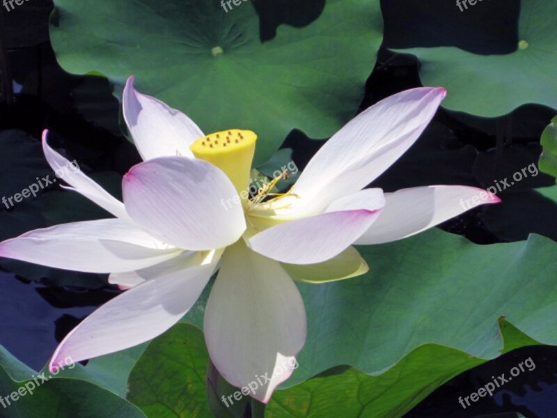 Flower Botanical Gardens Water Lily Botany Bloom