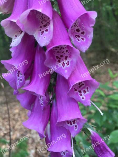 Nature Flowers Purple Bug Foxglove