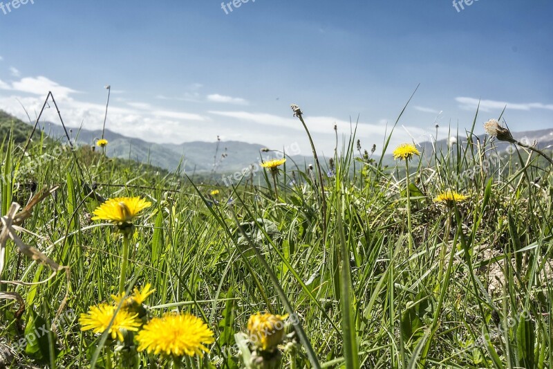 The Carpathians Nature Landscape Dandelion Free Photos