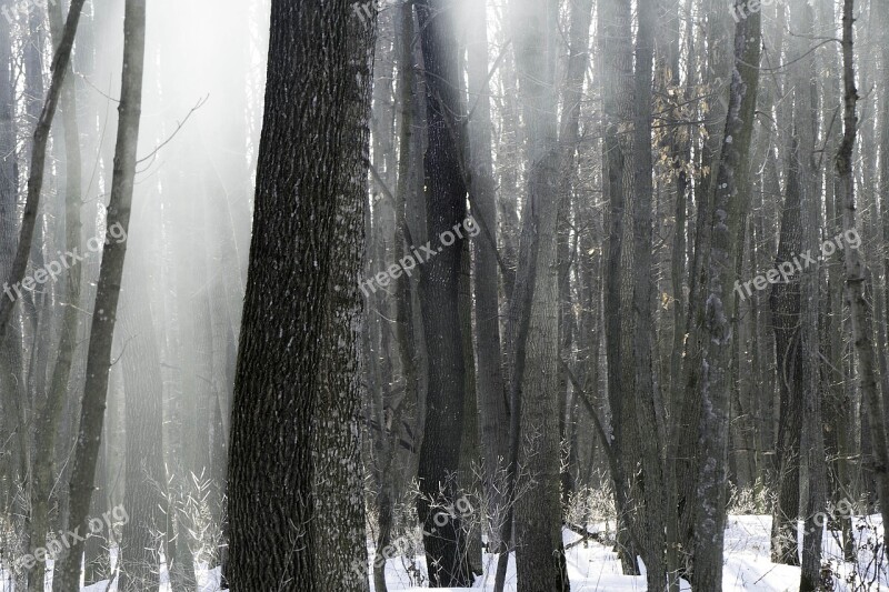 Forest Nature Winter Winter Forest Free Photos